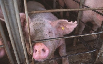 a pig in a cage